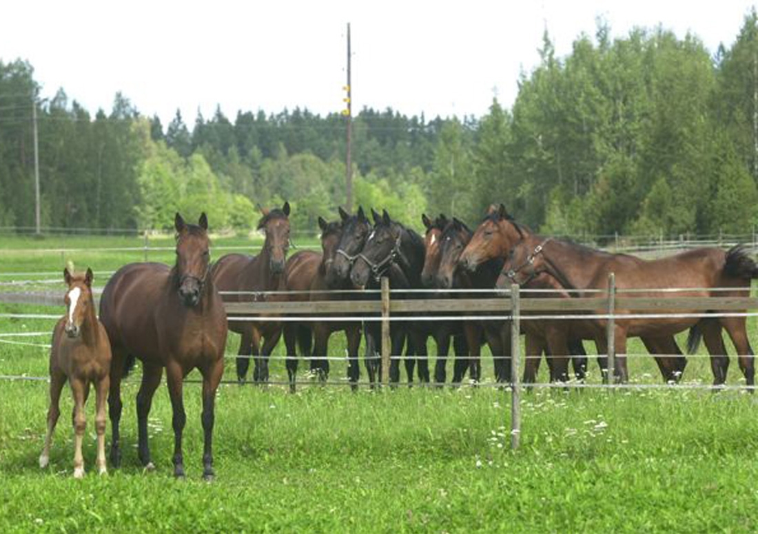 Hstparadiset Gundbo, foto Mats Hansson